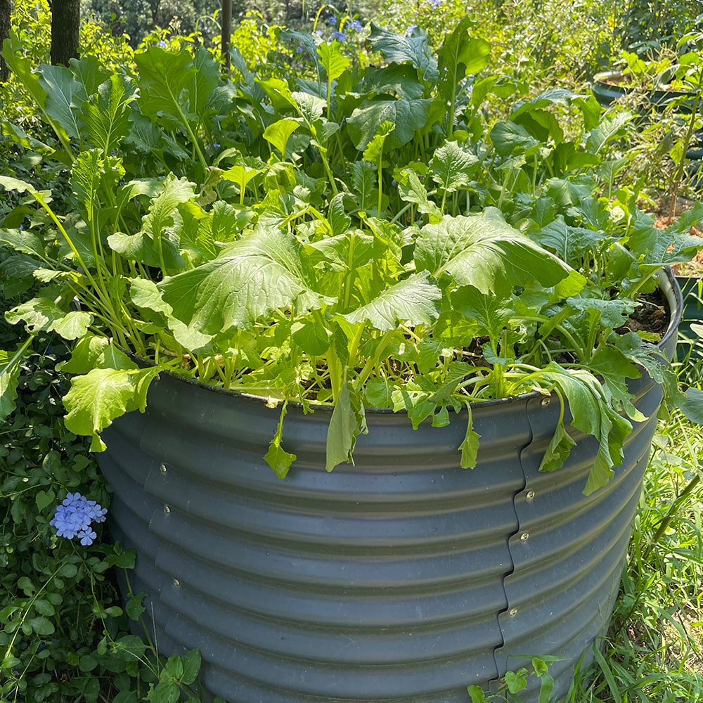 32 in.H 42 in.D Metal Garden Bed